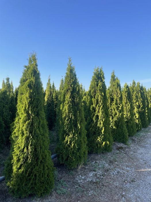 Duże Tuje Brabant 250cm ‼️PRODUCENT‼️ Wysokie Tuje