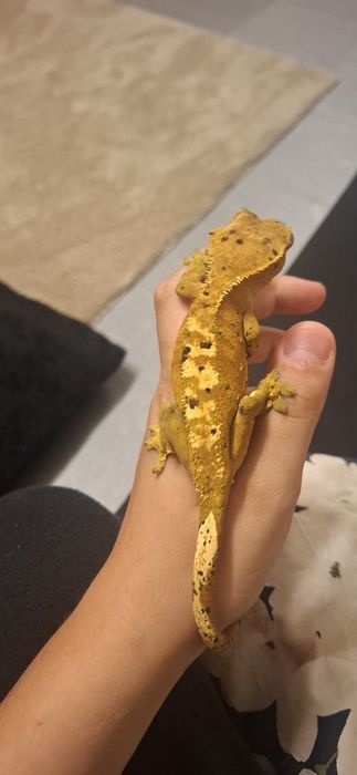 Gekon orzęsiony dorosła samica dalmatian