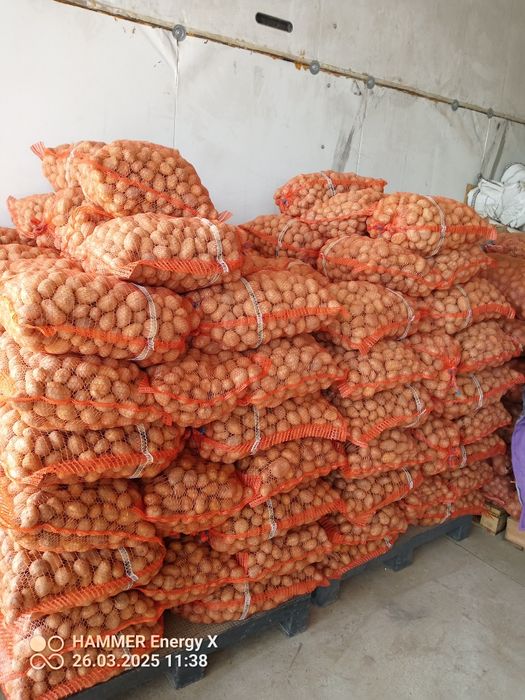 Ziemniaki  wielkości sadzeniaka soraya, królowa anna