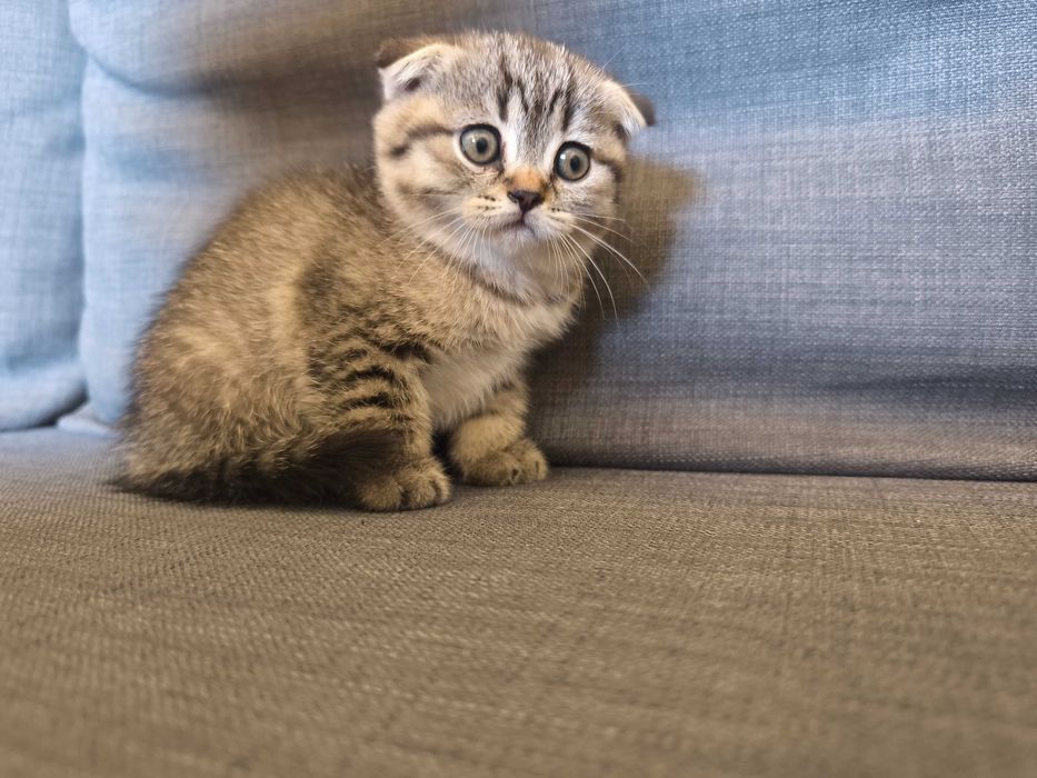 Gatinho scotish fold