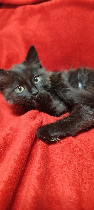 Котики 3 місяці