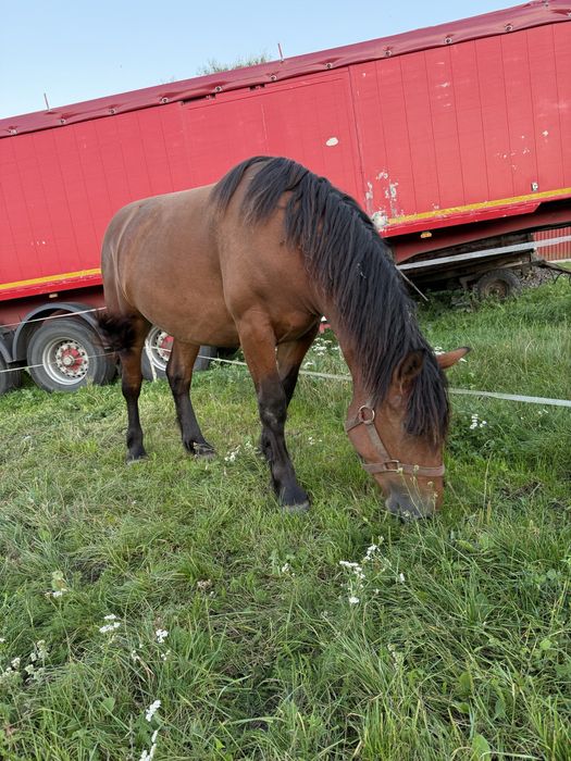 Kobyłka Polski Koń Zimnokrwisty