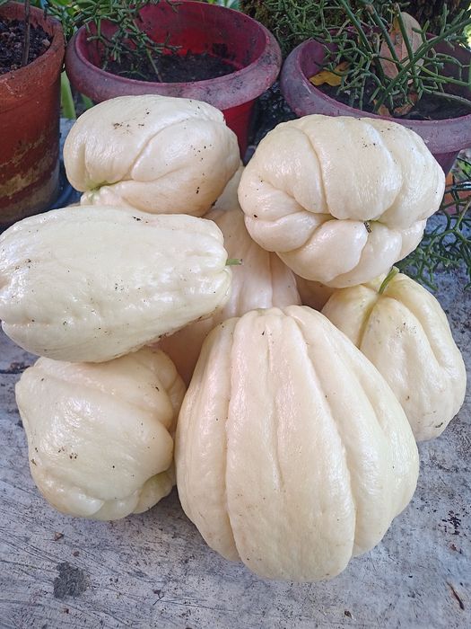 XUXUS 100% Biologocos