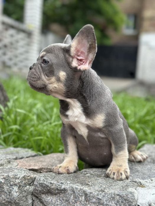 Щенки французского бульдогп