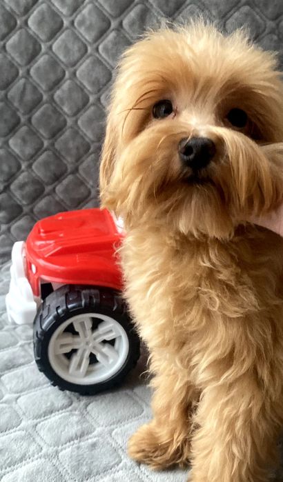 Мальтіпу хлопчик F1