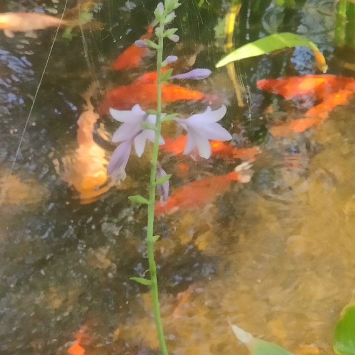 Рыбы.Карпы КОИ, из своего водоёма