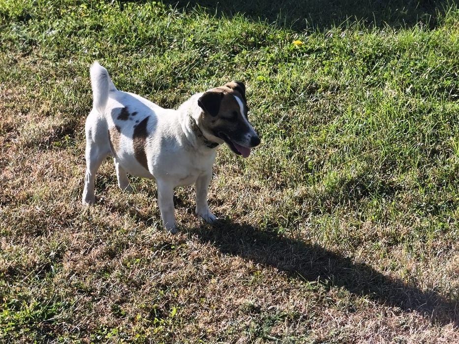 Jack Russell Terrier, suczka