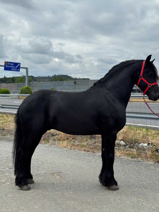 Potro Frísio / Friesien