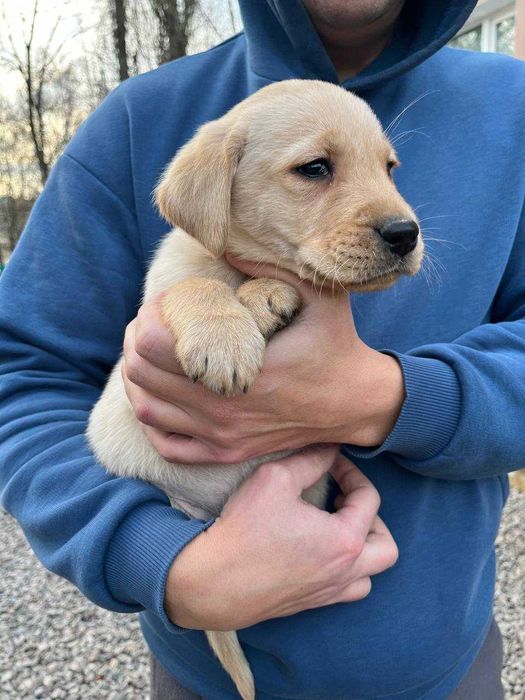 Цуценя Лабрадора