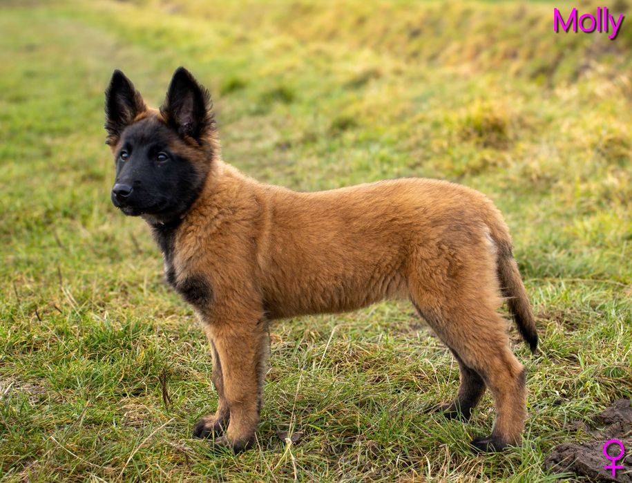 Owczarek Belgijski Tervueren ZKwP (FCI) - szczeniak