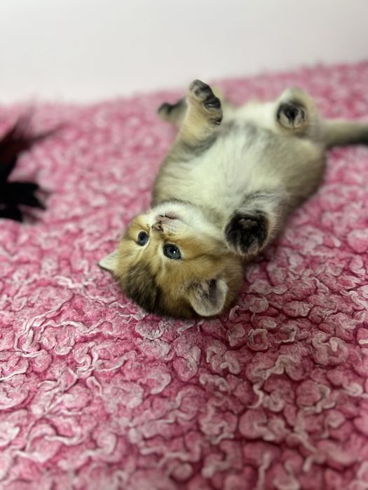 Kocurek brytyjski złota szynszyla czarny cieniowany