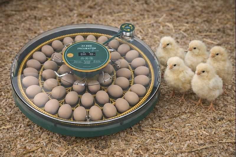 Inkubator do jaj automatyczny z wyświetlaczem wilgotności OVOstart 52