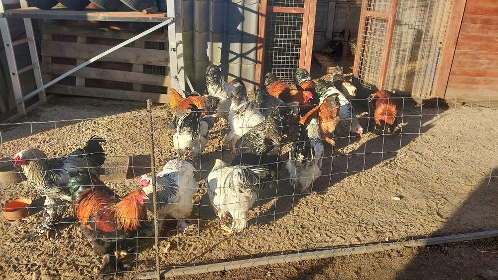 Młode koguty brachmy olbrzymjej