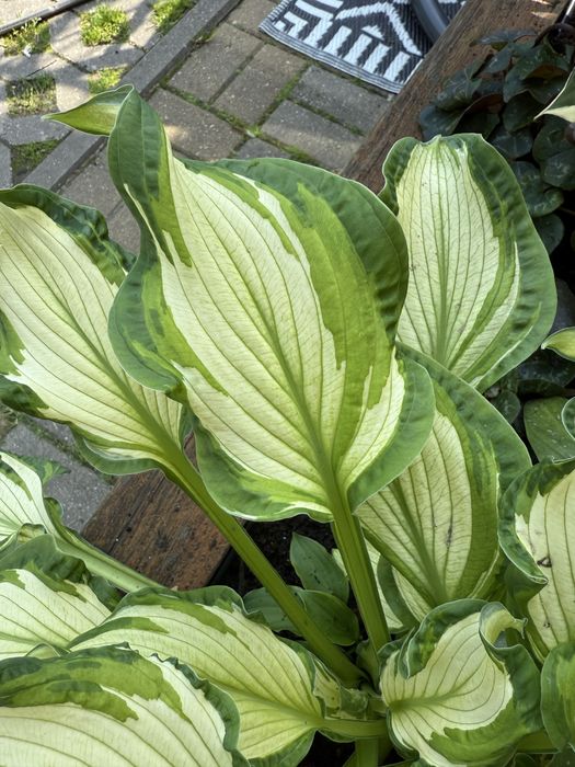 Hosta funkia roslina ogrodowa