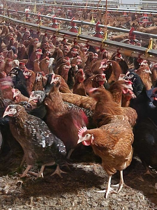 Kury nioski Rosa młode z pierwszym jajkiem. Leghorn. Dowóz Gratis.