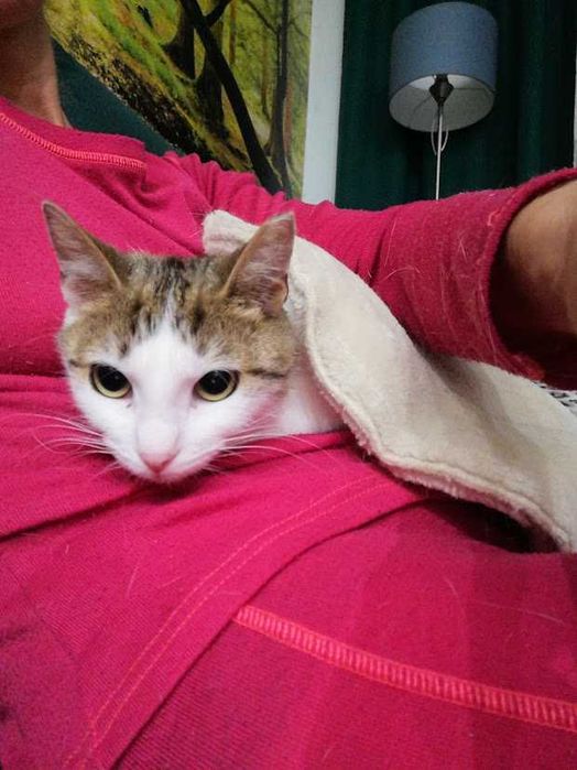 REZERWACJA Molly -śliczna spokojna młoda 2-letnia koteczka szuka domu!