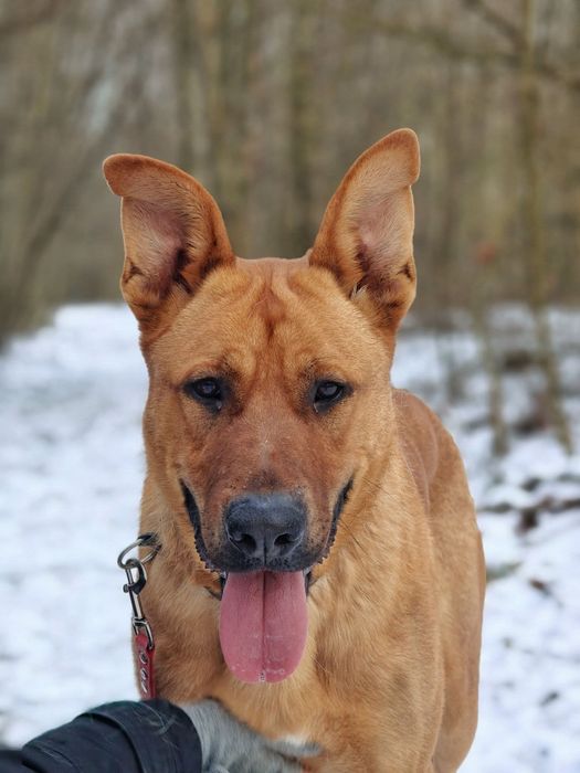 Wesoły i młody Scooby- adoptuj