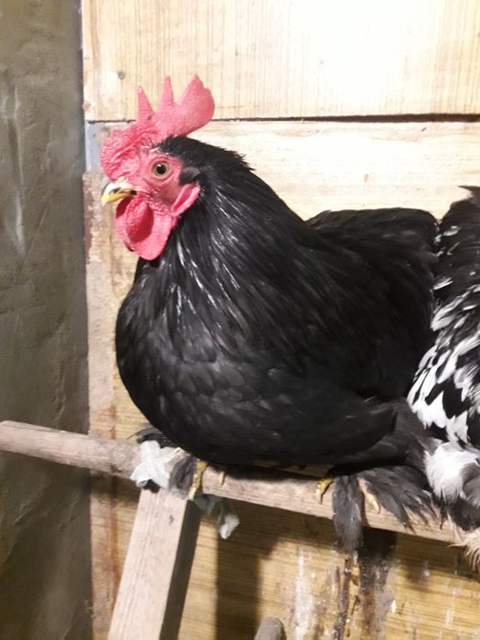 Карликовий кахенхин