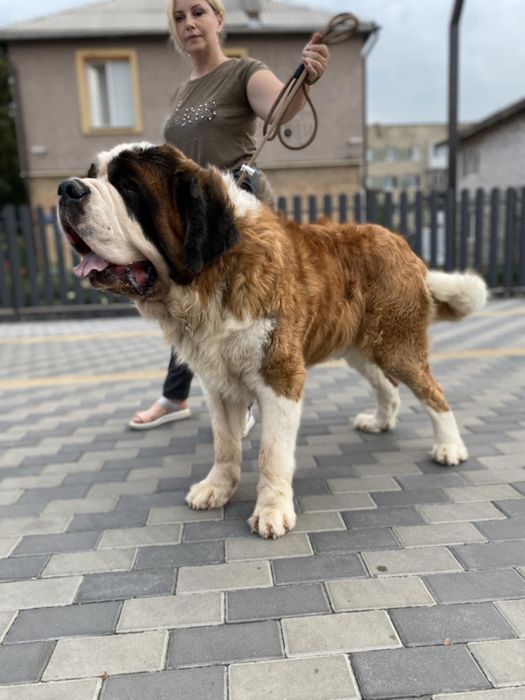 Сенбернар цуценя Дівчинка