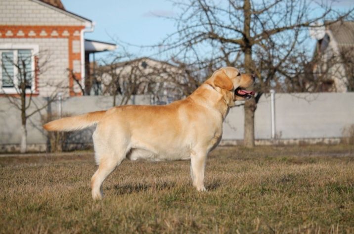 Лабрадор для в'язки