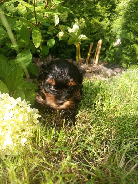 Maltipoo/Hawapoo f1 piękna dziewczynka