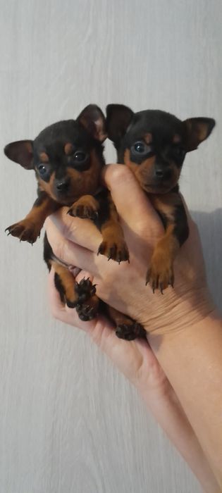 Ratlerek mini piesek