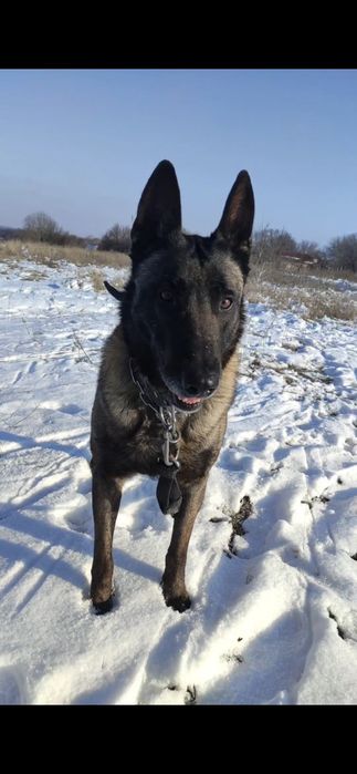 Малинуа (бельгийская овчарка ) щенки