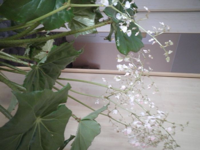 Sprzedam kwiat doniczkowy pokojowy