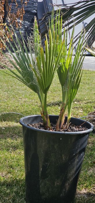 Washingtonia Robusta