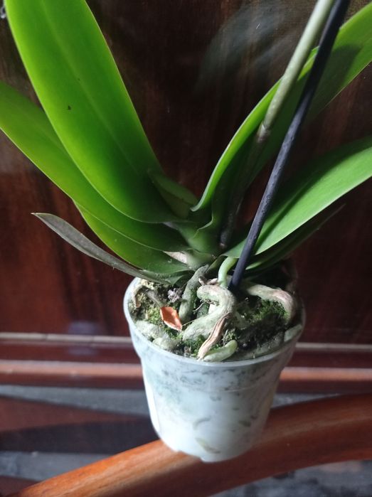 орхидея фаленопсис мини