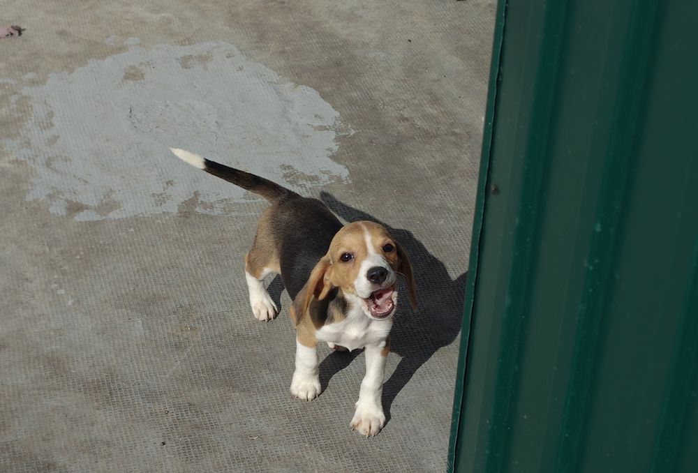 Beagle fêmea pura lindíssima Torres Vedras (São Pedro, Santiago, Santa ...