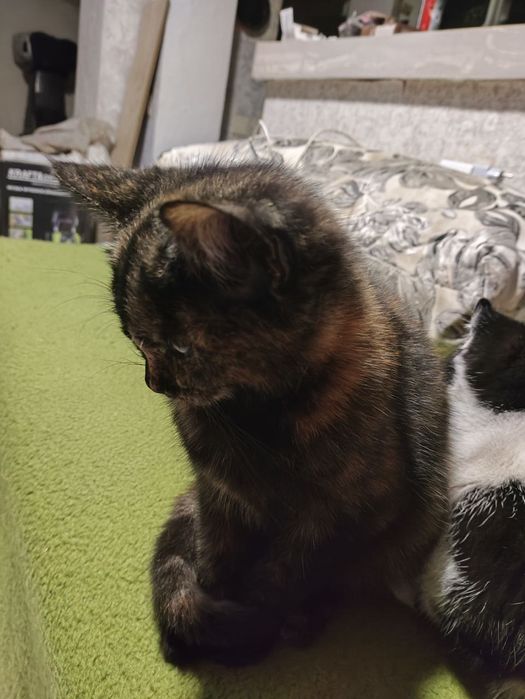 Кошеня, дівчинка