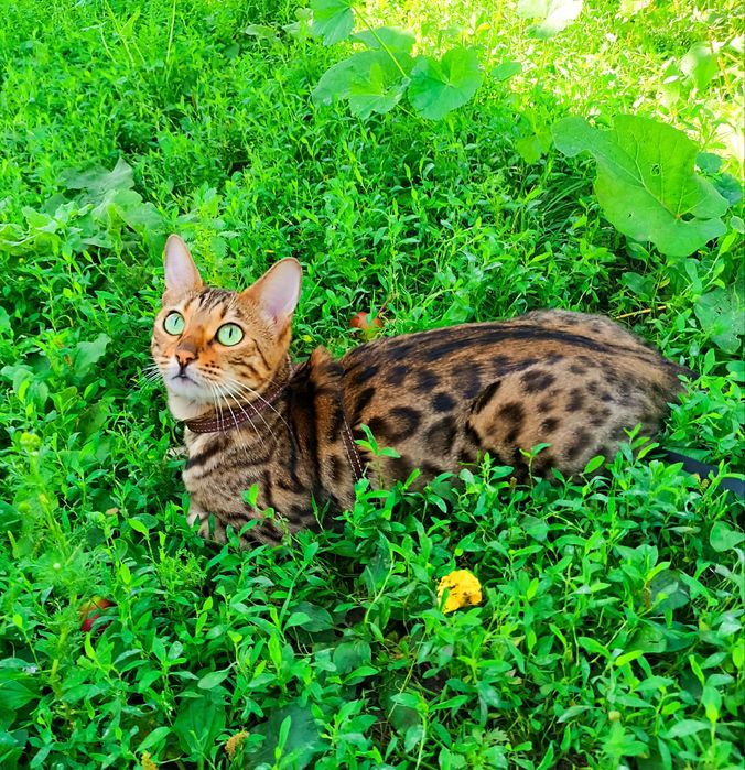 Бенгальські кошенята. Бронювання