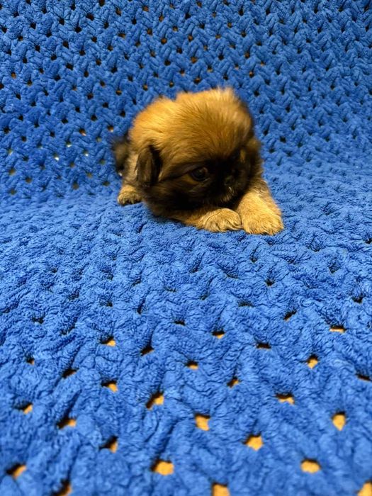 Продам дівчинку  породи Пекінес