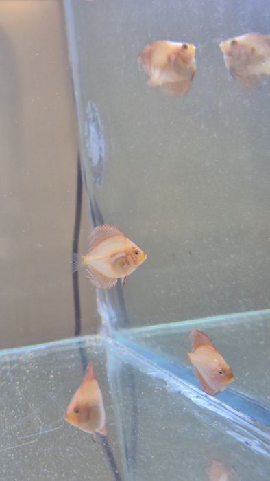 Acara-discus  novos