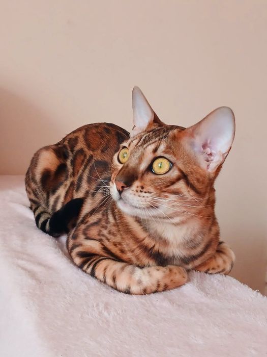 Вязка бенгальский Кот. Бенгал.