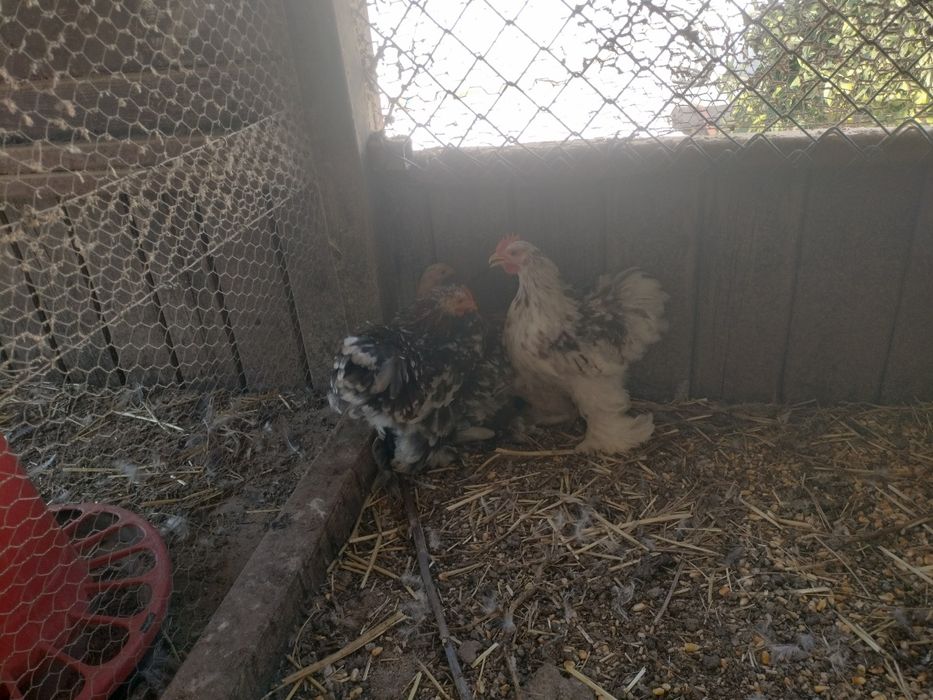 Galos pekin deste ano