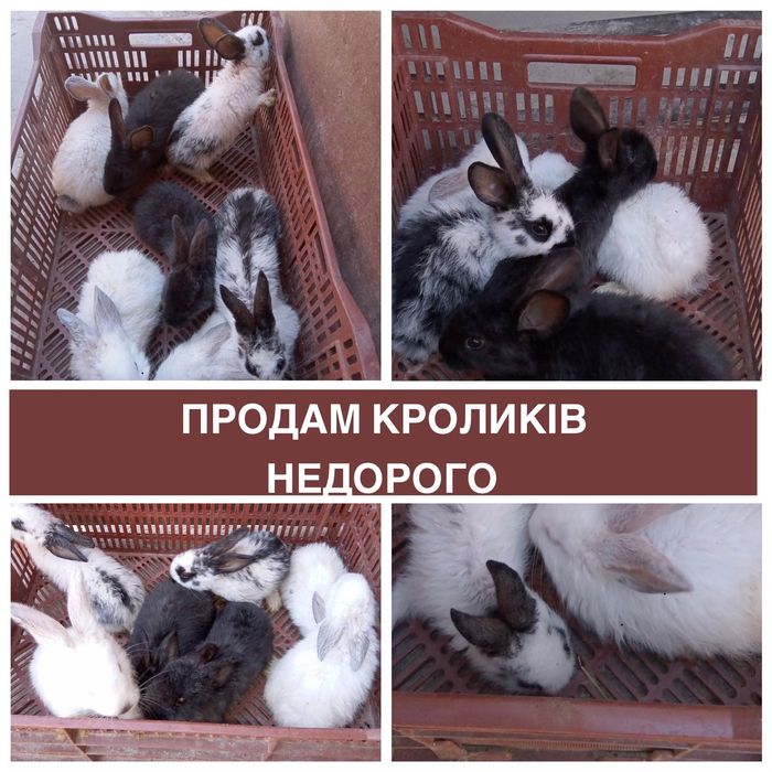 Продам кроликів недорого