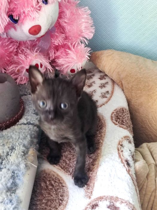 Отдам котят в добрые и ответственные руки