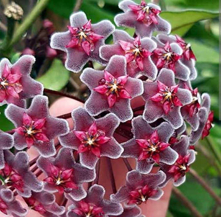 Hoya Pubicalyx Red Button, flor de cera