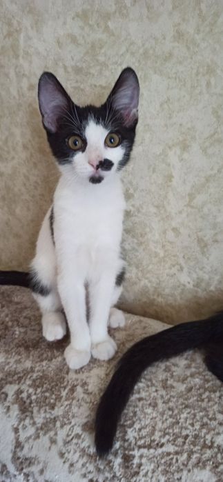 Котята в поисках дома!