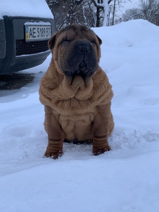 Мальчик шарпей щенок