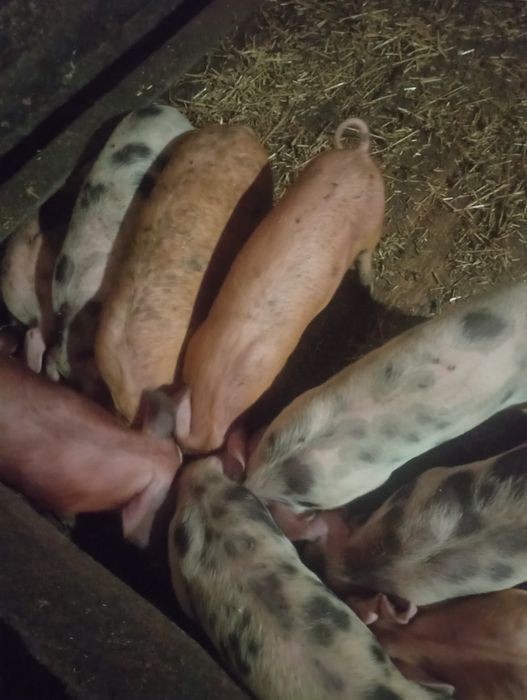 Продам поросята ціна 4600 пара