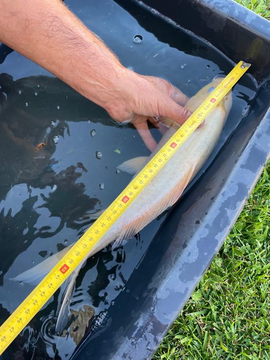 Carpas koi  cerca de 45 cm