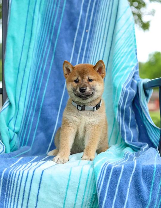 Shiba inu dsponivel