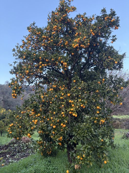 Laranjas, limões e clementinas