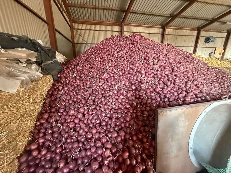 Sprzedam świeżą cebulę czerwoną w kalibrażu 5cm i więcej