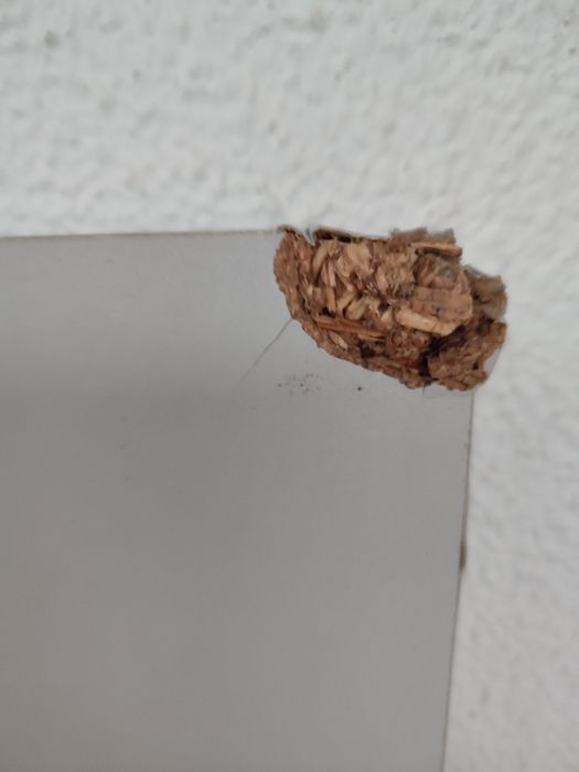 Placa/ tampo aglomerado