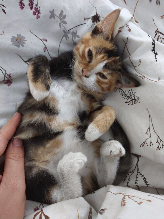 Котенок кошечка трёхцветная.