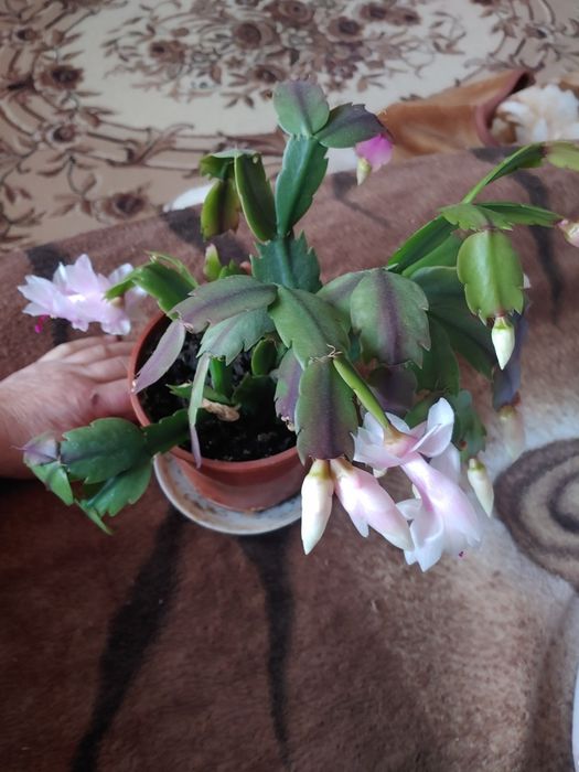 Продам рождественник